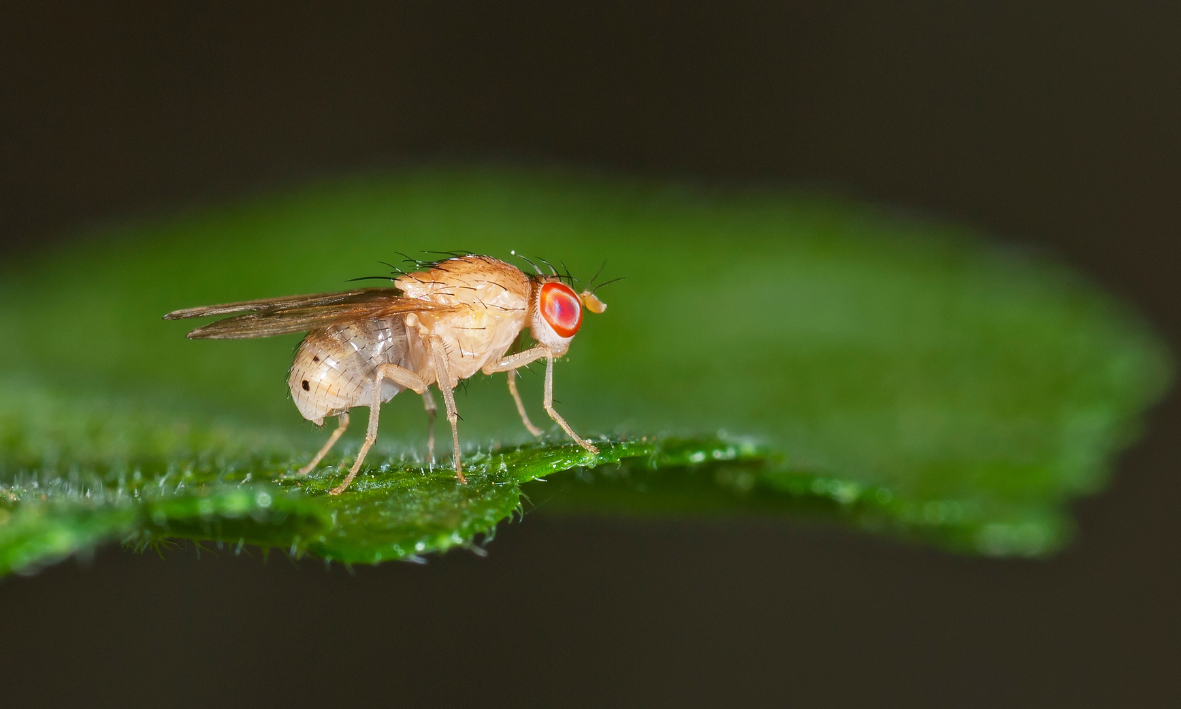 Pièges à Insectes Flintronic - 20 Pièces - Jaunes Et Collants - Pour Plantes D'Intérieur/Extérieur
