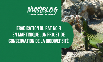 Éradication du rat noir sur l’Îlet Chancel : conservation de la biodiversité